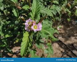 Image result for Melochia corchorifolia