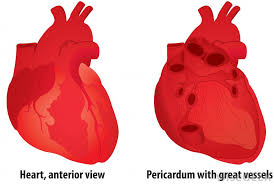 The gradation of dyspnoea may usefully be based on the amount of physical exertion required to produce the sensation. What Does It Mean To Have Water In The Heart With Pictures