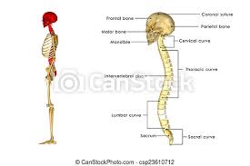 (3) backbone attaches shoulder bones. Back Bone With Skull The Human Vertebral Column Is The Backbone Or Spine Consisting Of Sclerotomes Which Give Rise To Canstock
