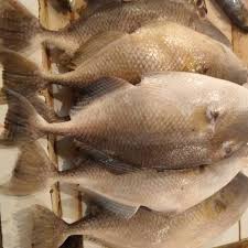 Abalistes stellaris termasuk jenis ikan laut konsumsi. Jual Ikan Etong Segar Ikan Ayam Ayam Segar Min 1kg Shopee Indonesia