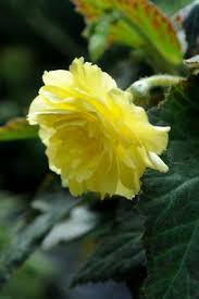 Somiglia a un grosso croco giallo (i fiori si formano però su un vero fusto), . Bulbi Estivi Dai Fiori Gialli Per Un Giardino Festoso Scopri I Bulbi Da Fiore
