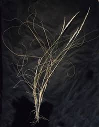 Image result for Aristida stenostachya