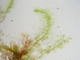 Image result for Utricularia