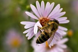 Bee Calm Natural Remedies For Bee Stings Prevention Too Remedies For Bee Stings Bee Sting Natural Remedies