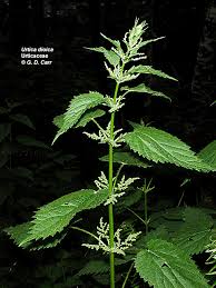 Image result for Urticaceae