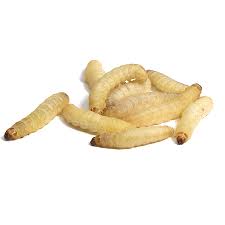 What do those colors mean? Wax Moth Larvae Wax Maggots Ceres Webshop