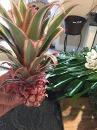 Ivory Pineapple Ananas Comosus Variegatus The Ivory Pineapple Plant Is Part Of The Bromeliad Family This Plant Pineapple Planting Growing Plants Bromeliads
