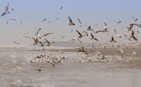 Maybe you would like to learn more about one of these? Voyage Scolaire Le Milieu Naturel De La Baie De Somme Sejour Educatif En Europe Association Mije
