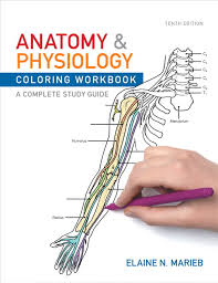 Modular workbook fact sheet author: Marieb Anatomy Physiology Coloring Workbook A Complete Study Guide Pearson
