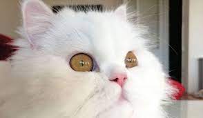 en guzel kedi sozler ve resimleri guzel kediler kedi resim