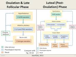 Lecture 43 What Are The Functions Of The Sex Hormones Ppt Download