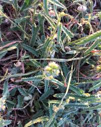 Image result for Tragia adenanthera