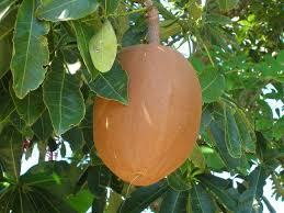 Image result for Malvaceae subfamily Bombacoideae