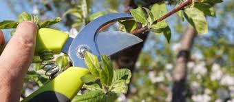 Image result for pruning plum trees