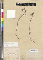 Image result for Cienfuegosia digitata