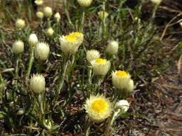 Image result for Helichrysum chionosphaerum