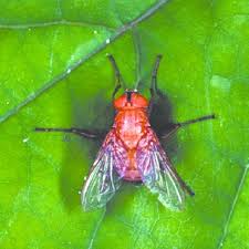 Mole crickets, as their common name implies, operate under the soils' surface, where they live and breed in channels that they have burrowed. Pdf Permanent Control Of Pest Mole Crickets Orthoptera Gryllotalpidae Scapteriscus In Florida