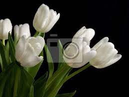 Scarica subito la foto fiori bianchi su sfondo nero. Tulipani Bianchi Su Sfondo Nero Manifesti Da Muro Poster Tulipano Tulipano Mazzo Di Fiori Myloview It