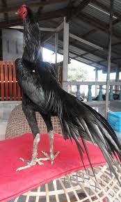 Pin De Javier Mendoza Em Gallos Galos Indios Galo Indio Gigante Indio Gigante