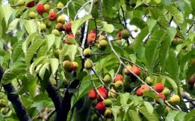 Image result for Antiaris