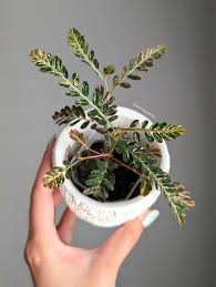 Image result for Phyllanthus polyanthus