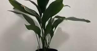 Image result for Kořenokvětka Aspidistra