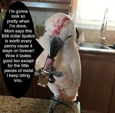 Cockatoo Memes Funny Parrots Cockatoo Parrot