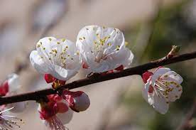 Vendita piante online su vivaio roma store, dove troverai piante, fiori, alberi da frutto, concimi, vasi d'arredo e prodotti per la cura delle tue amate piante. Mandorlo Alberi Da Frutto Caratteristiche Del Mandorlo