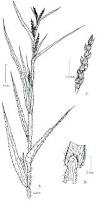 Image result for Hackelochloa granularis