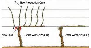 Image result for grape pruning