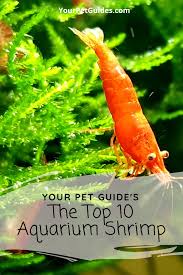 The Top 10 Aquarium Shrimp Species In 2020 Betta Fish Tank Mates Fresh Water Betta Fish Tank