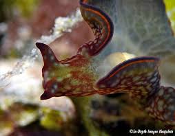 Image result for Landolphia rufescens