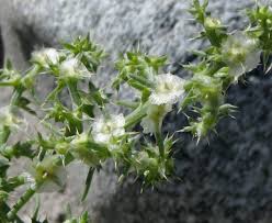 Image result for Salsola rabieana