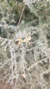 Image result for Cadaba farinosa