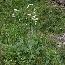 Image result for Valerianaceae