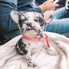 Foster care for bulldogs in transition is provided in the private homes of st. Roy S French Bulldog French Bulldog For Sale French Bulldog Puppies For Sale