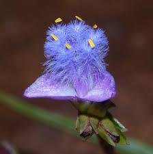 Image result for Linderniella gracilis