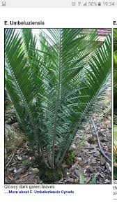 Image result for Encephalartos umbeluziensis