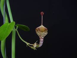 Image result for Ceropegia haygarthii