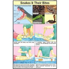 Snakes And Their Bites Chart India Snakes And Their Bites