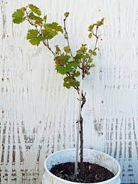 Writing, public speaking and broadcasting; Propagating Grape Vines From Cuttings Thriftyfun