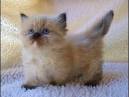 Teacup Cats & Teacup Kittens | Tiny Kittens | Small ...