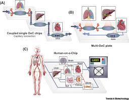 Maybe you would like to learn more about one of these? Multiorgan On A Chip A Systemic Approach To Model And Decipher Inter Organ Communication Trends In Biotechnology
