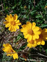 Image result for Aspilia