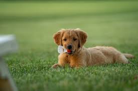 Field golden retriever puppies near me. Golden Retriever Puppy On Green Grass Field During Daytime Photo Free Grass Image On Unsplash