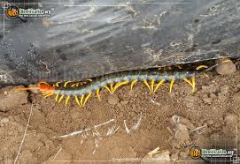 Maybe you would like to learn more about one of these? Giant Red Headed Centipede Scolopendra Heros
