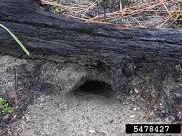 Who Made That Hole Gardening Solutions University Of Florida Institute Of Food And Agricultural Sciences