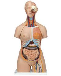 The human male reproductive system consists of a scrotum, testes, testicular lobules, seminiferous tubules, urethra, and penis. Torso Anatomy Models Human Torso Models