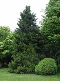 Are Japanese Umbrella Pines Deer Resistant Japanese Umbrella Pine Pine Garden Evergreen Garden
