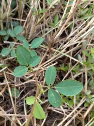 Image result for Desmodium